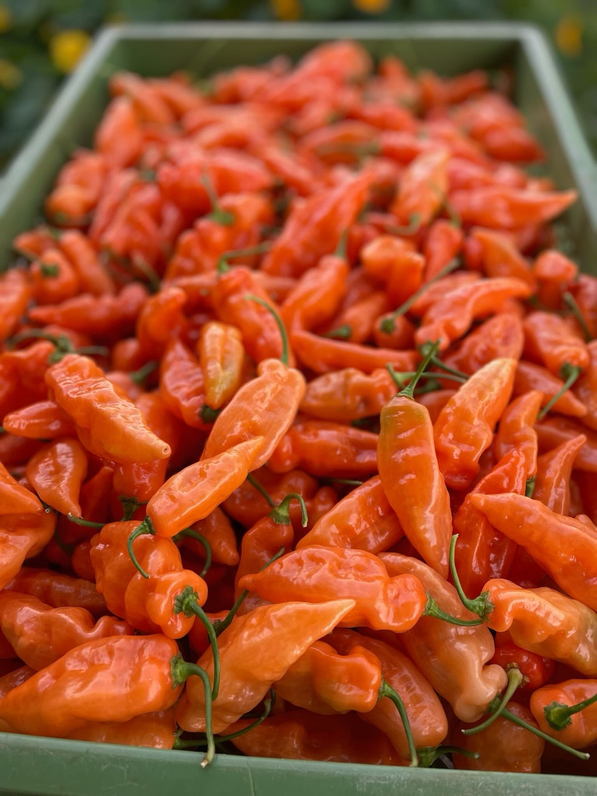 Orange Mini-Paprika in der Kiste