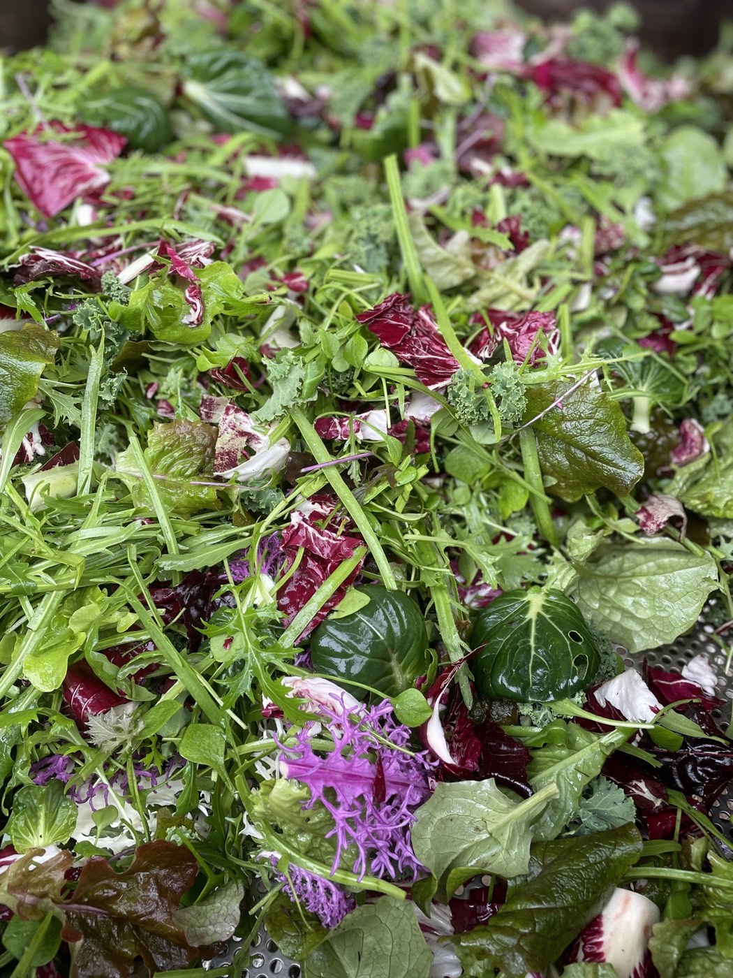 Frischer Bio-Salat und Blattgemüse
